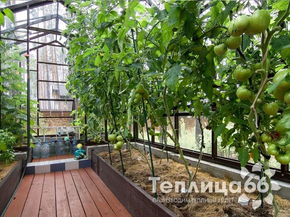 Теплица botanik standard под стекло, ширина 2,8 м